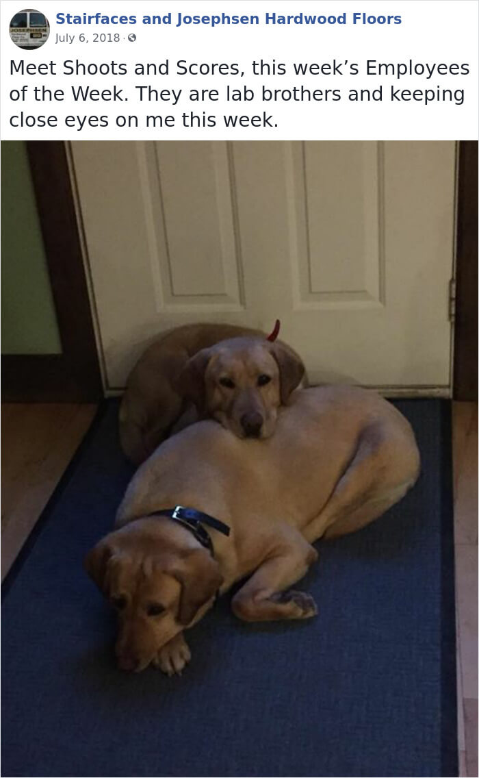 30 Hilarious Dogs That Were The ‘Employees Of The Week’ 30 Hilarious Dogs That Were The ‘Employees Of The Week’