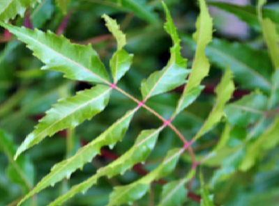 Benefits of Neem for hair, skin and health How to use neem to Balance Hormone level Benefits of Neem for hair, skin and health How to use neem to Balance Hormone level