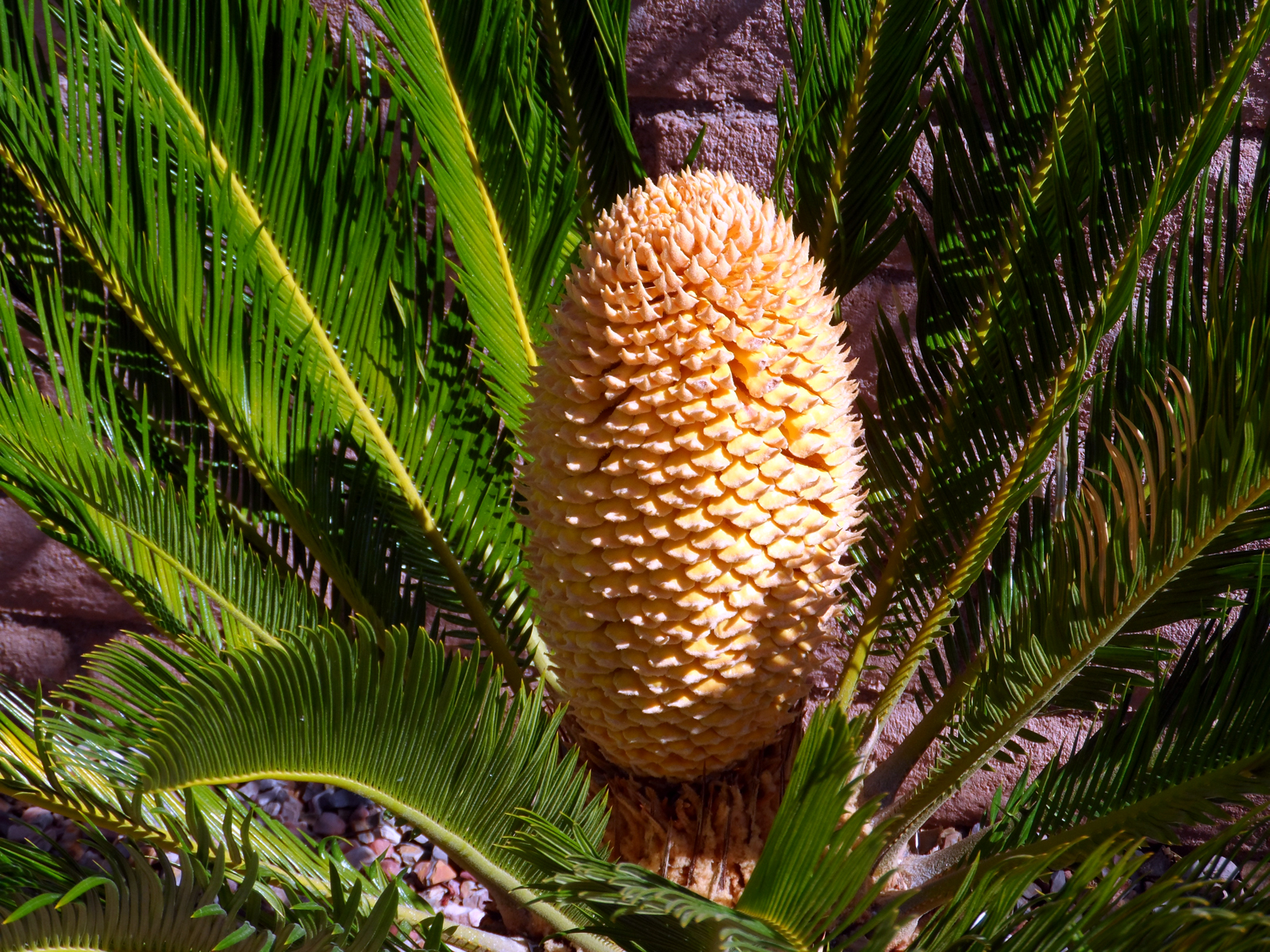 brad-s-tropical-paradise-strange-growth-on-the-top-of-a-sago-palm