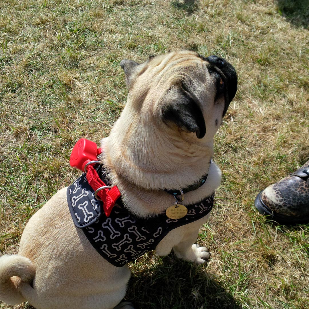 The Doddle allinone Dog Collar & Lead Australian Dog Lover