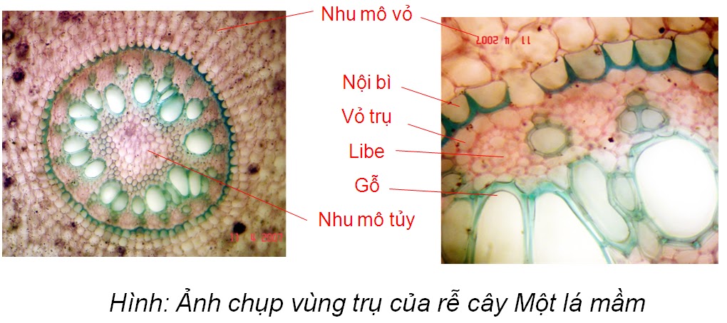 Một cách đơn giản phân biệt tiêu bản thực vật.- Hình thái giải phẩu ...