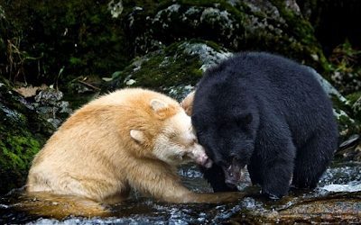 Kermode spirit Η Αρκούδα-φάντασμα του Καναδά