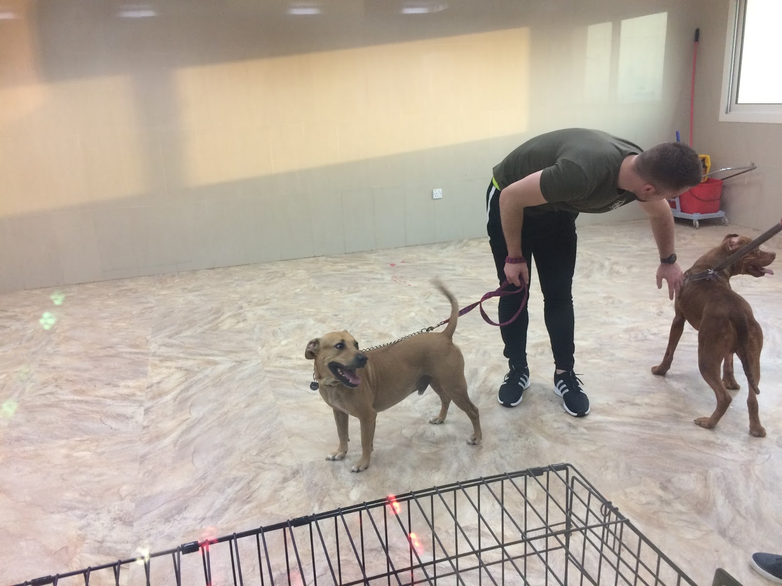 Expat Life with Chickenruby Dogs for adoption in Dubai with Animal Tales