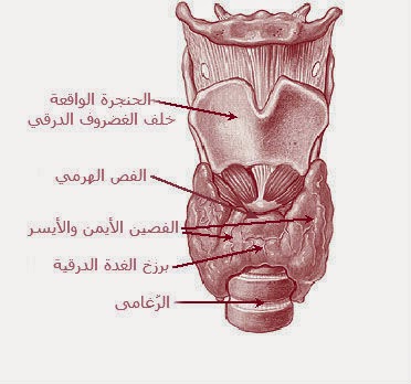 شلل انسمامي درقي دوري