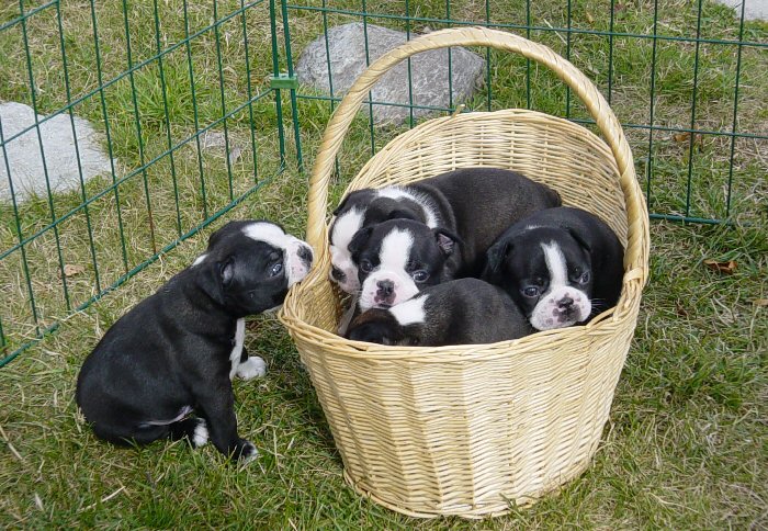 Cute Puppy Dogs White Boston Terrier Puppies