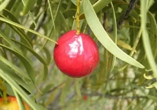 Quandong (Santalum acuminatum)