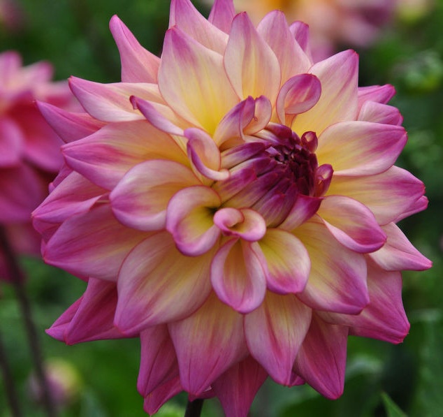  Gambar Bunga Dahlia Yang Indah Kumpulan Gambar 