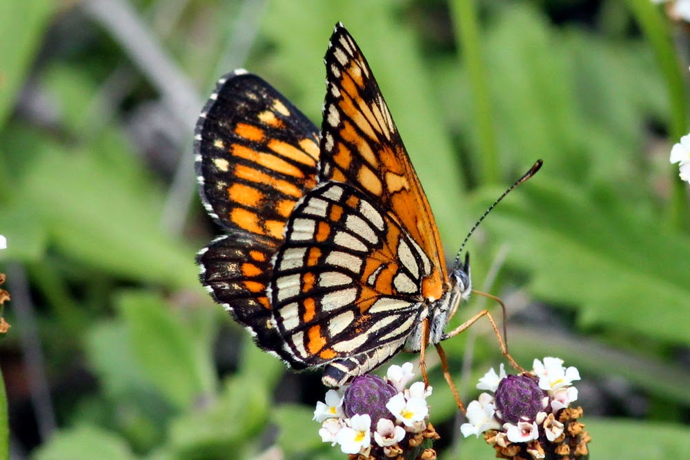 Rio Grande Valley Butterflies: Kickapoo Cavern State Park, 5/17/14