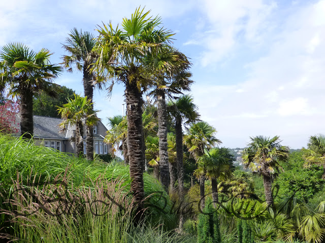 Botaniquarium - Trachycarpus fortunei group