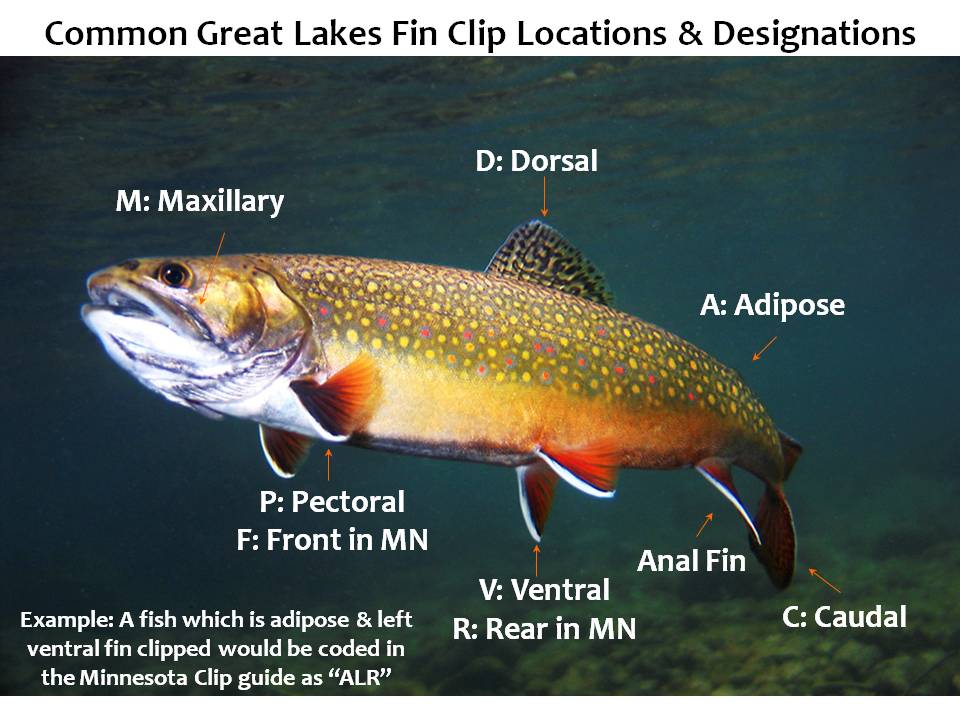 Demystifying Fin Clips