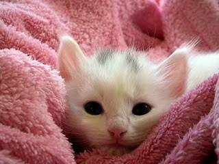 Cara Merawat Anak Kucing yang Baru Lahir Tanpa Induk