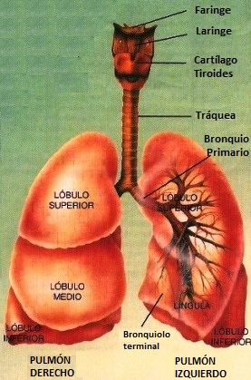 PULMONES INDICANDO SUS LOBULOS Imagen de los pulmones indicando