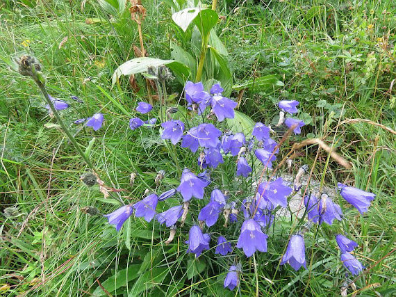 Dzwonek drobny (Campanula cochleariifolia Lam.)