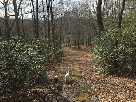 Woodland Trail in Winter