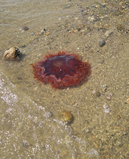 Jellyfish in Porpoise Bay