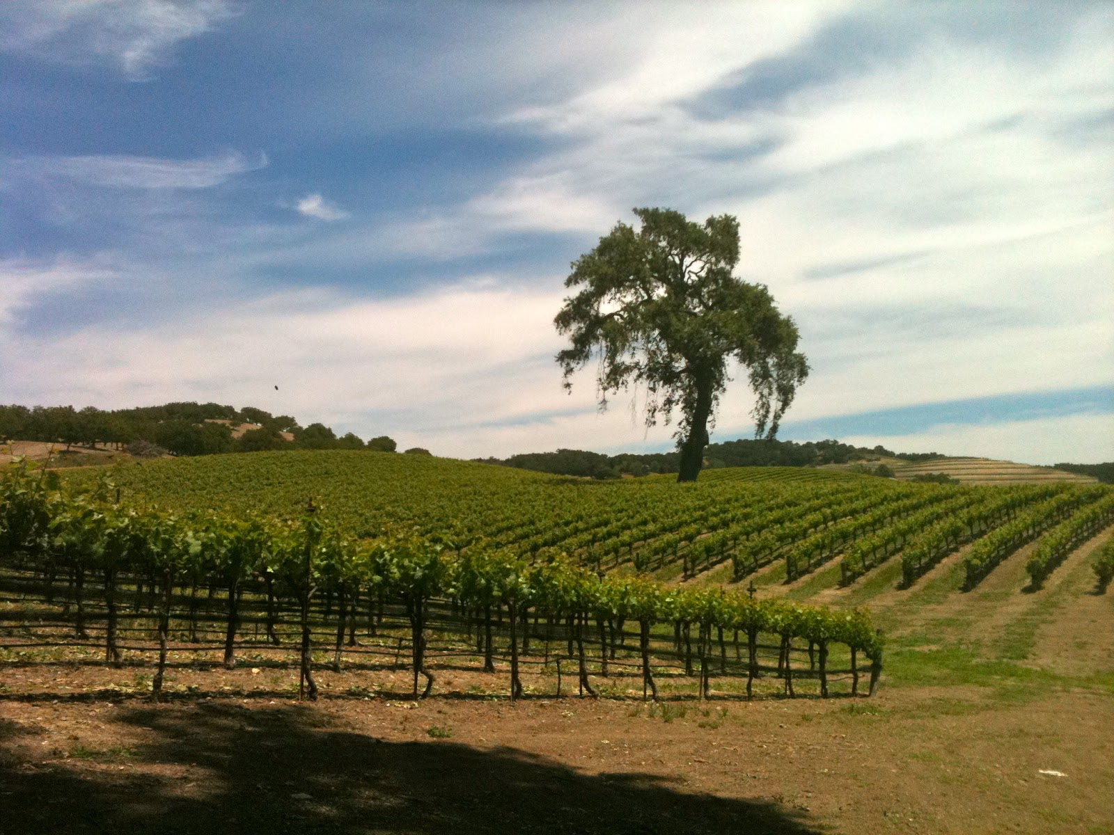spaswinefood-opolo-vineyards-paso-robles