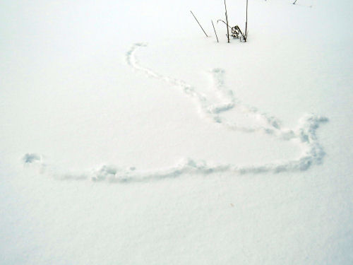 mouse tracks in snow