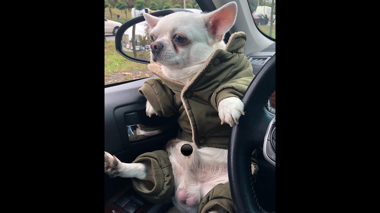 Себек порода. Себек Сережа 01к. Себек чизаски. Себек 001к. Себек собака порода