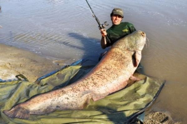 UN RICO CEVICHE CON ESTE PESCADITO