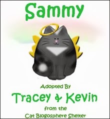 Our Beloved Angel Cat, Sammy