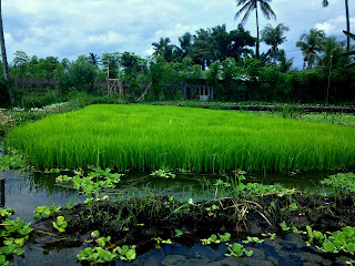 Paddy Seedling in the Rice Field