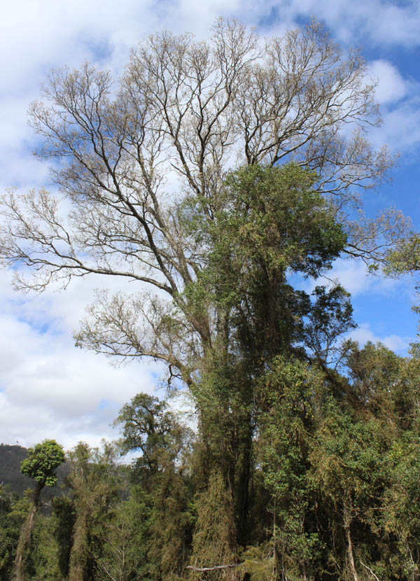 Dropping leaves tree redwood