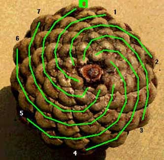 The Daydreaming Moon: Pineal Gland ~ Pine Cones: Myth, Matter and Metaphor