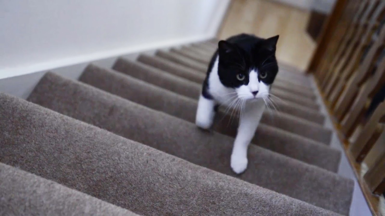 Cat getting filled. Спрус питомец. Диван кошка. Кошка ест лакомство. Кошка в ветеринарной клинике.