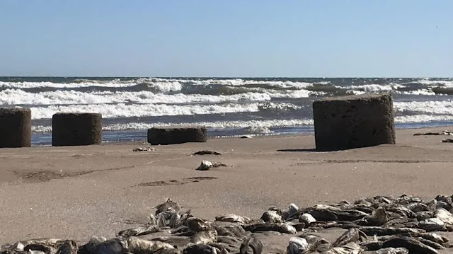 Cientos de pescados fueron encontrados en la orilla del mar de Huatabampito