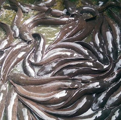 catfish in earthen pond catfish in earthen pond