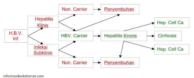Perjalanan infeksi hepatitis B subklinis klinis, non Carrier, HBV, Penyembuhan, Kronis, Karsinoma Hepar, Hepatoma, sirosis, diagram