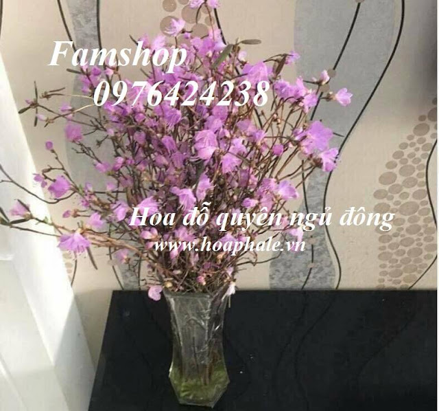 Hoa đỗ quyên tím Hoa do quyen tim