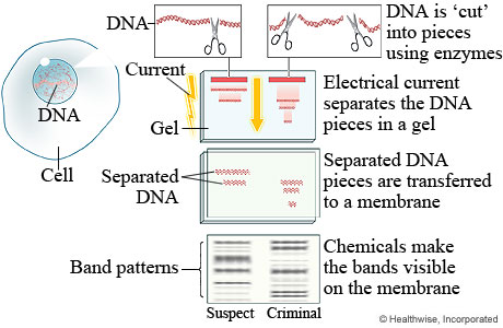Celestine's CSI Journal 2012: 10th lesson- DNA fingerprinting