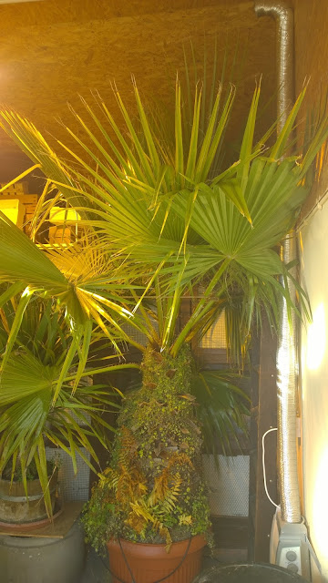 Washingtonia im Winterquartier (c) by Joachim Wenk Washingtonia im Winterquartier (c) by Joachim Wenk