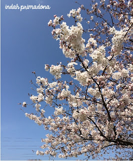 sprig, spring in japan, sakura, sakura flower, flower, bunga sakura