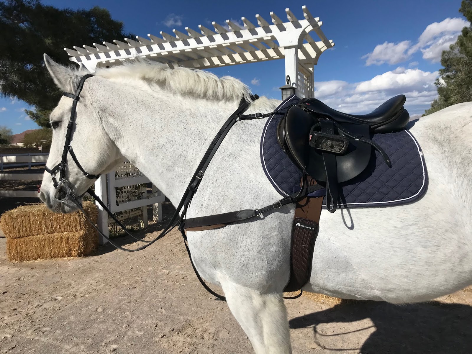 The Jumping Percheron Total Saddle Fit Synthetic Jumping Girth