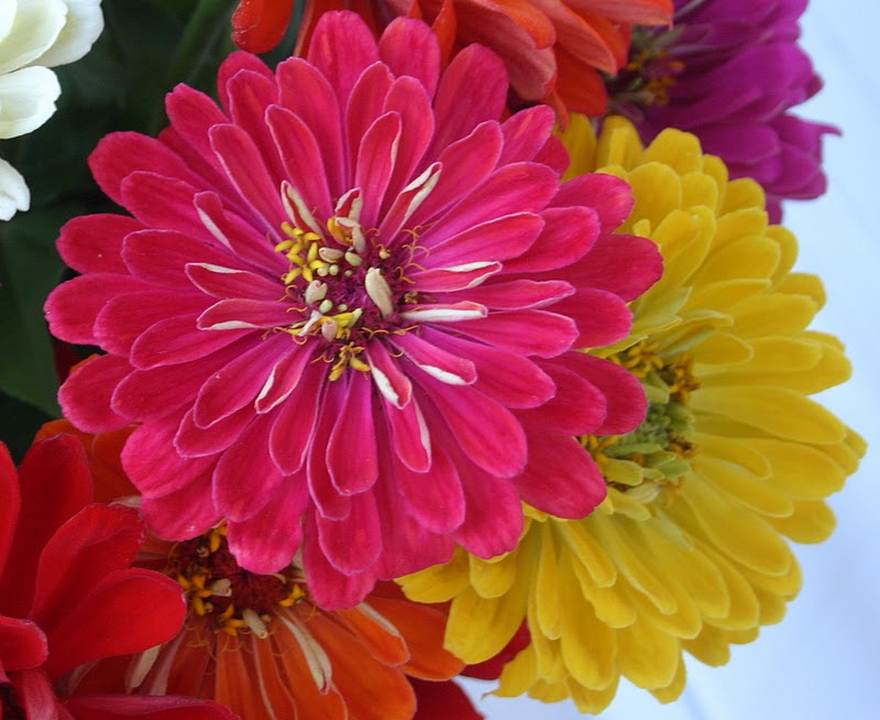 STATE FAIR ZINNIAS 34 FOOT TALL WONDERS Sowing the Seeds