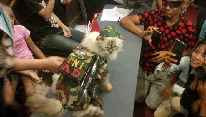 Bak Model, Kucing Juga Bisa Bergaya di Atas Catwalk