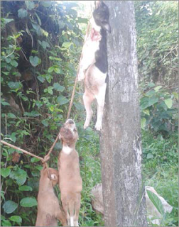 Stray dogs killed and hung at Kathirur where Manoj was murdered, Police, BJP, CBI,