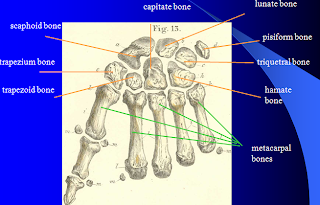 MBBS Medicine (Humanity First): Bones of Limbs