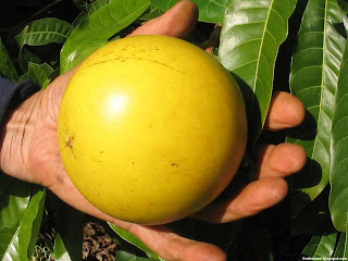 abiu fruit images wallpaper abiu fruit images wallpaper