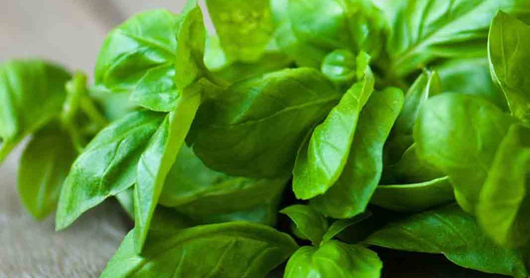 11 Benefits of Basil for Skin and Body Health kidbrooke