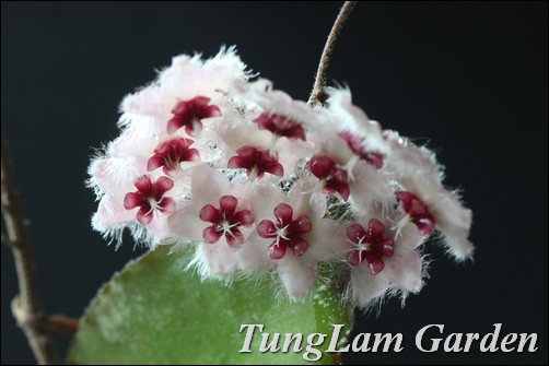 cẩm cù, hoa cẩm cù, hoya caudata, cẩm cù lông, hoa treo, hoa treo ban công, hoa leo cẩm cù, hoa cẩm cù, hoya caudata, cẩm cù lông, hoa treo, hoa treo ban công, hoa leo