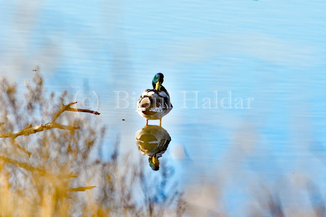 Mallard - Male Mallard - Male