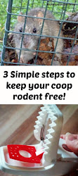 rid mice chicken coop mouse