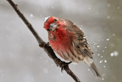 bird pooping poop into luck face being finch scientists ellipsis writers partial words science sun cultures superstitions italian