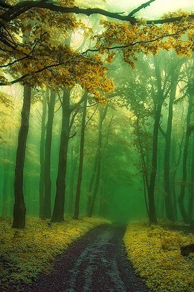 Forest Path Slovakia | World's Snaps