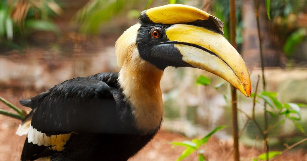 Nepal Is Awesome Movement Top 5 Rarest animals in Nepal