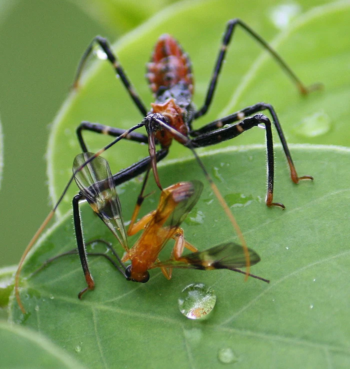 Assassin Bug at the end of her meal
