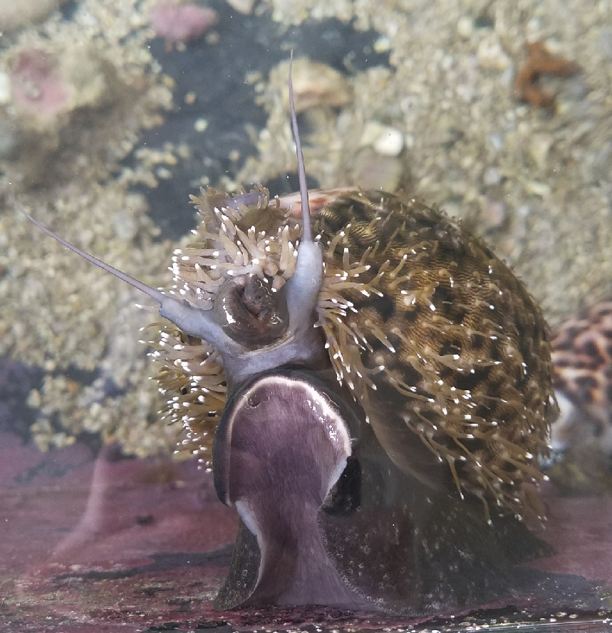 HIMB Community Education Program Giant Snails The Hawaiian Tiger Cowry